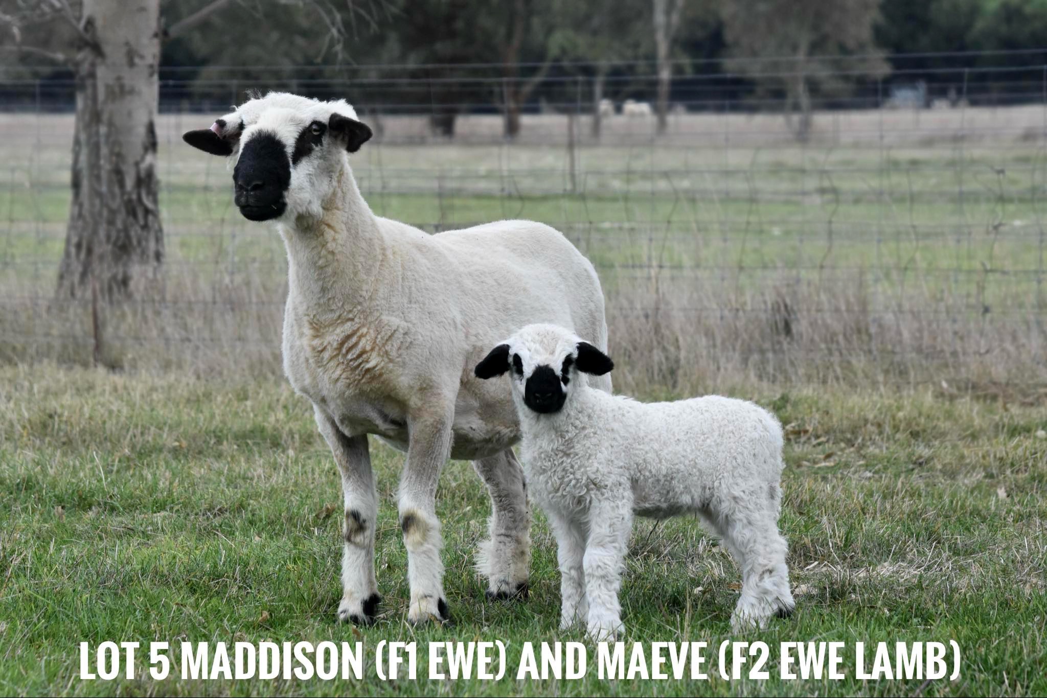 LOT 5: Malakai Maddison (F1 Ewe) and Malakai Maeve (F2 Ewe Lamb)